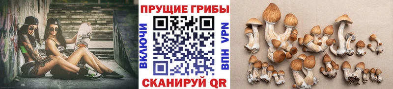 Псилоцибиновые грибы Psilocybine cubensis  Купить  Дубна 